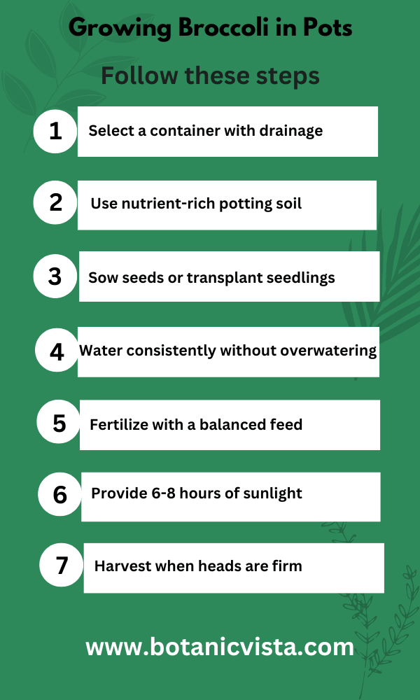 Infographic - Growing Broccoli in Pots