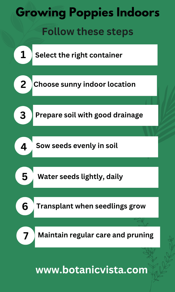 Infographic - Growing Poppies Indoors