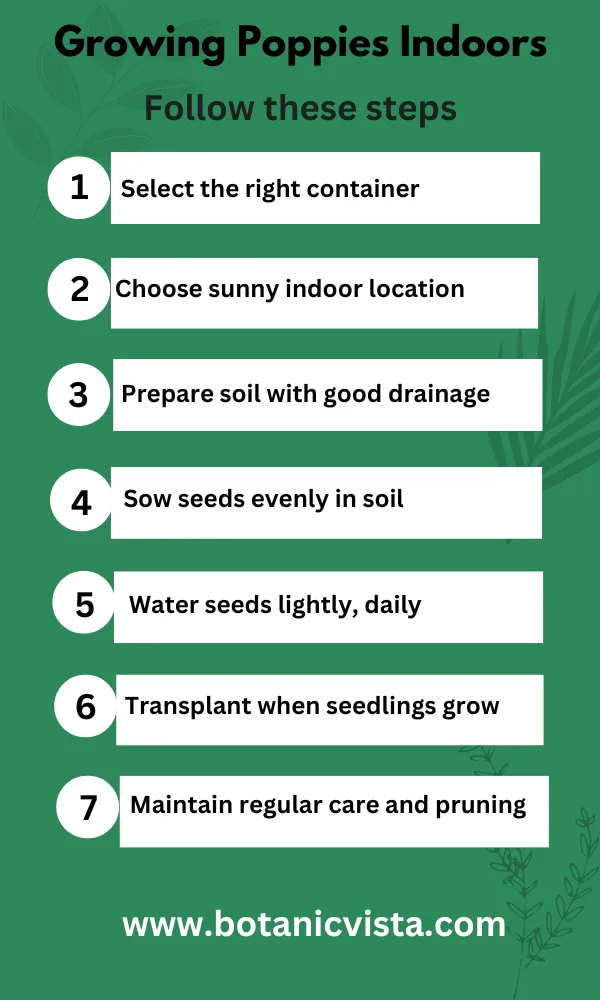 Infographic - Growing Poppies Indoors