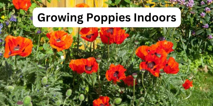 Growing Poppies Indoors