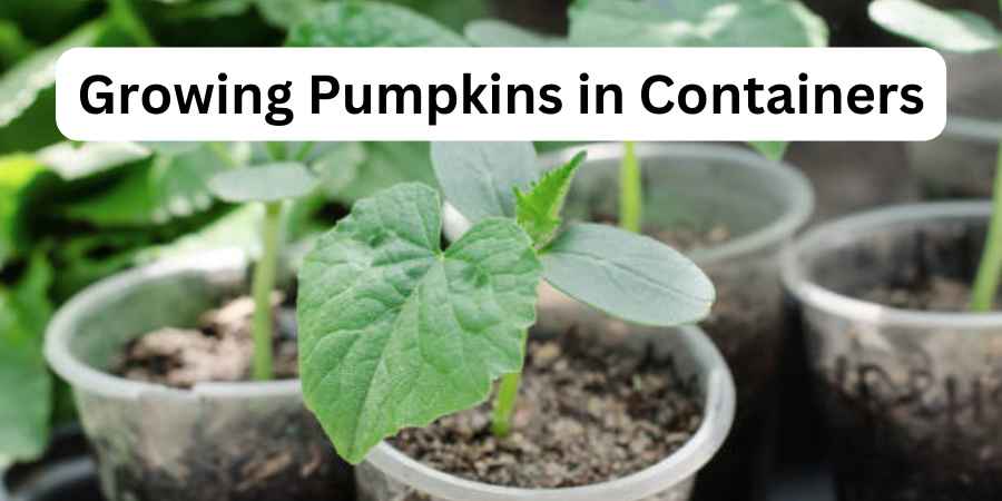 Growing Pumpkins in Containers
