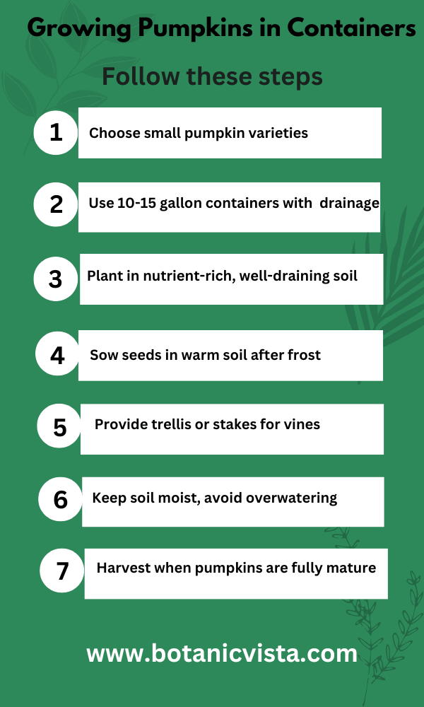 Infographic - Growing Pumpkins in Containers
