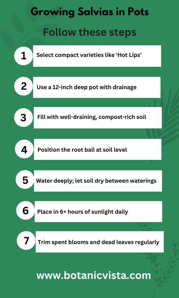 Infographic - Growing Salvias in Pots