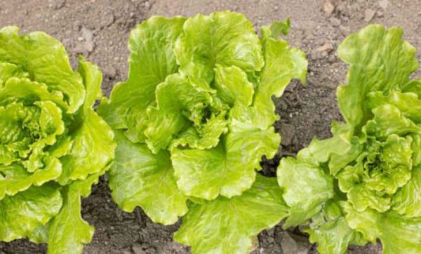 6 Romaine Lettuce Growing Stages - An Ultimate Guide