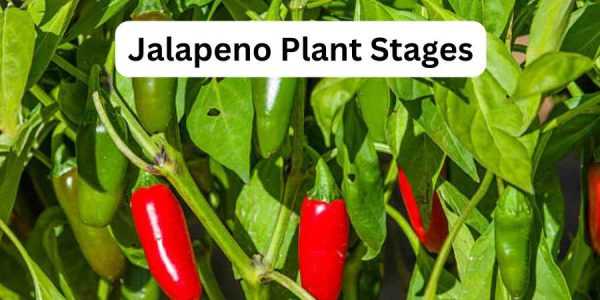 8 Jalapeno Plant Stages - A Detailed Growth Guide