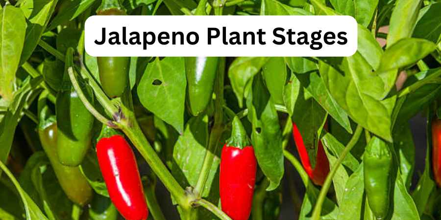 Jalapeno Plant Stages