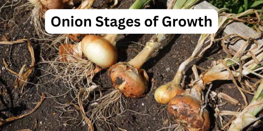 Onion Stages of Growth