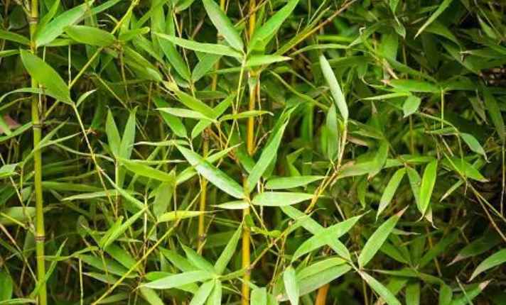 Phyllostachys Bamboo