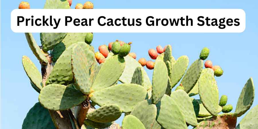 Prickly Pear Cactus Growth Stages
