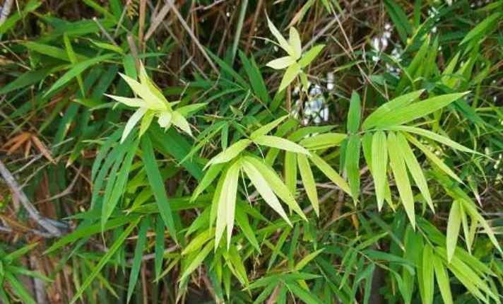 Pseudosasa japonica bamboo