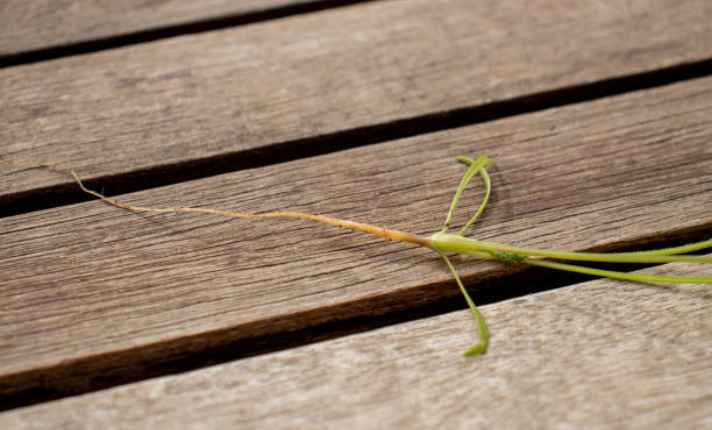 Root Growth Stage 