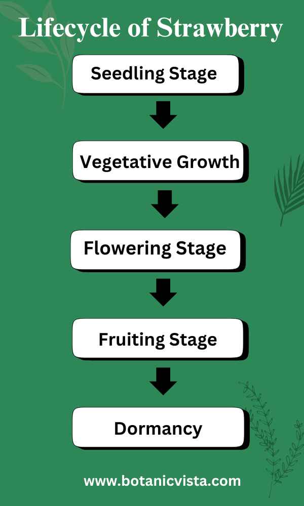 Infographic - Lifecycle of Strawberry