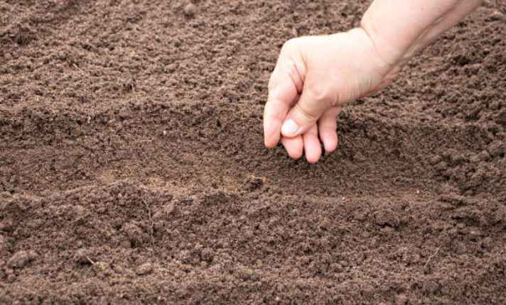 Seed Stage