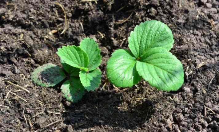 Strawberry Seedling Stage