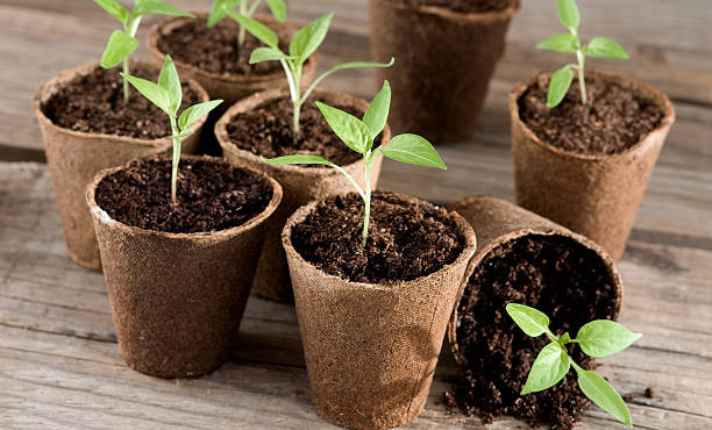 Seedling Stage