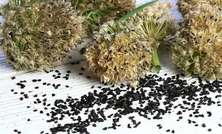Onion Seed Formation