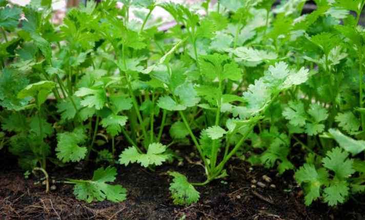 Vegetative Growth