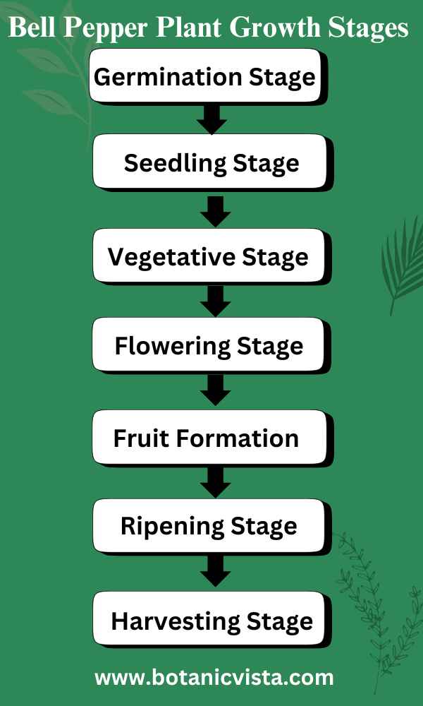 Infographic - Bell Pepper Plant Growth Stages