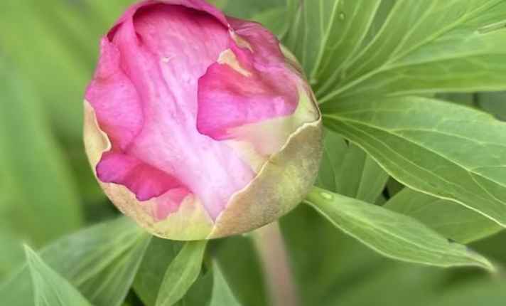 Bud Coloring
