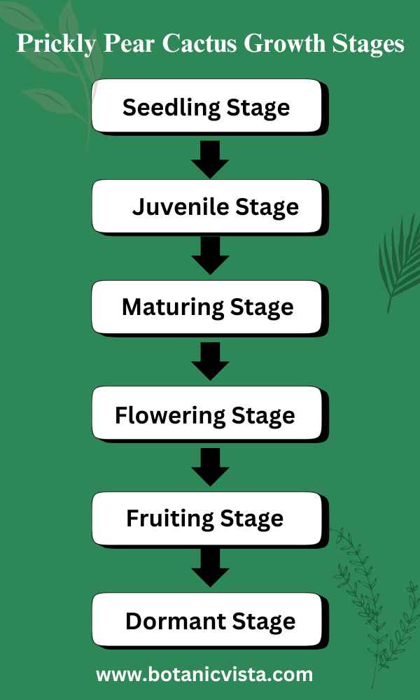 Infographic - Prickly Pear Cactus Growth Stages