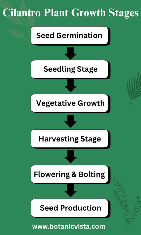 Infographic - Cilantro Plant Growth Stages 