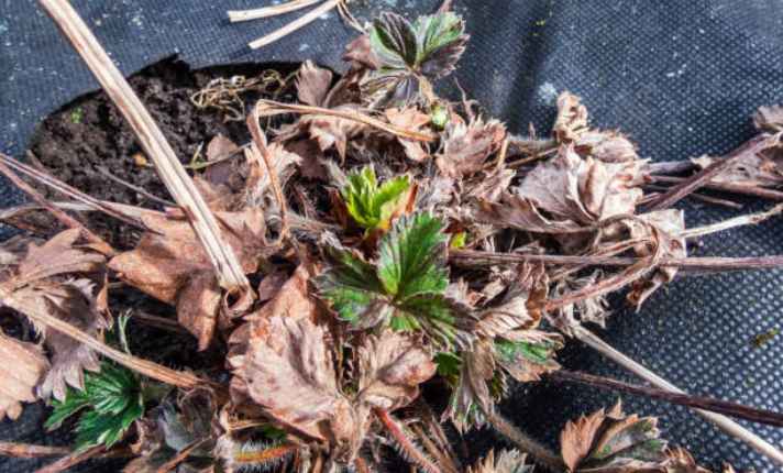 lifecycle of strawberry - Dormancy  Stage