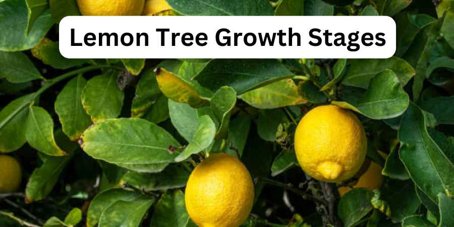 Lemon Tree Growth Stages