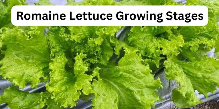 Romaine Lettuce Growing Stages