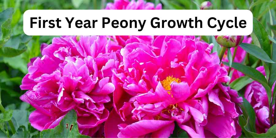 First Year Peony Growth Cycle