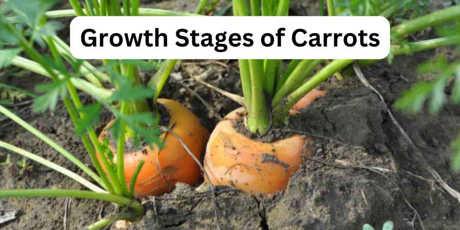 Growth Stages of Carrots