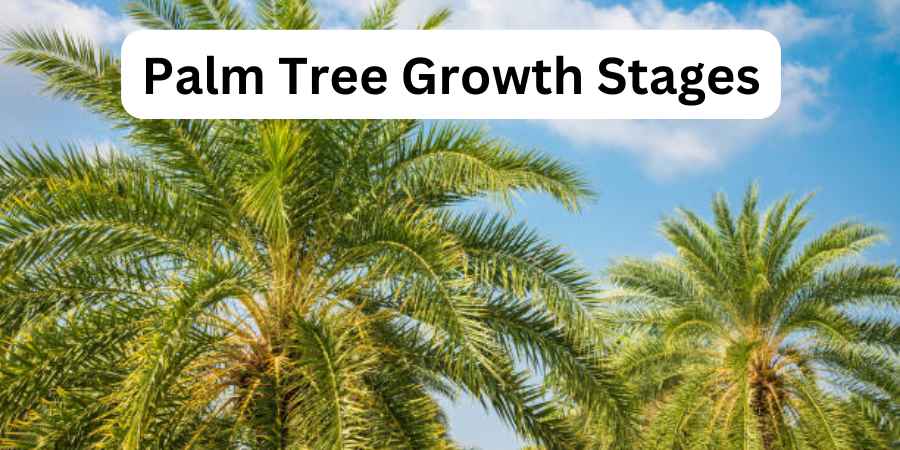 Palm Tree Growth Stages
