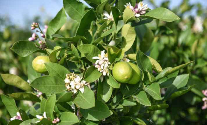 Flowering and Fruiting