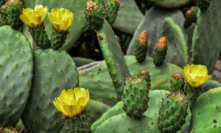 Flowering Stage