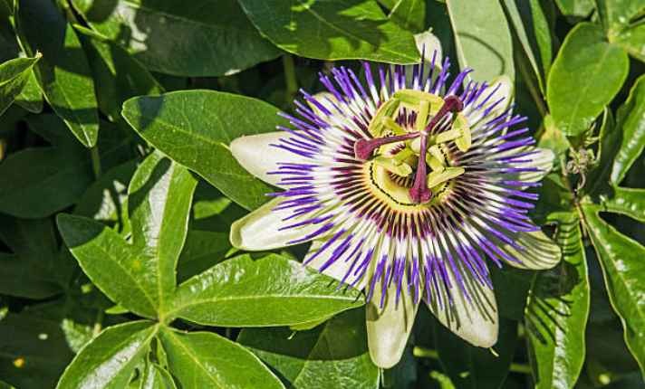 Flowering Stage