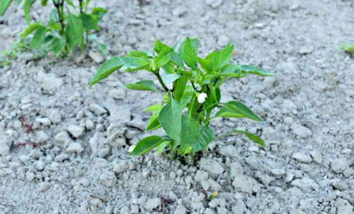 Flowering Stage