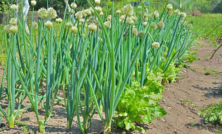 bulb onion onion growth stages