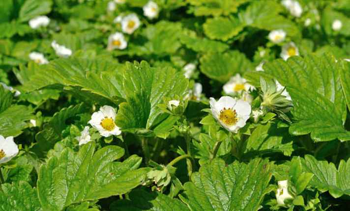 Flowering Stage 