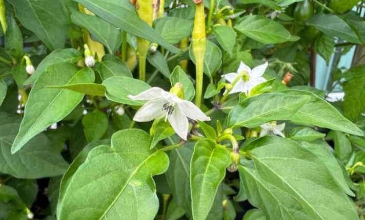 Flowering Stage