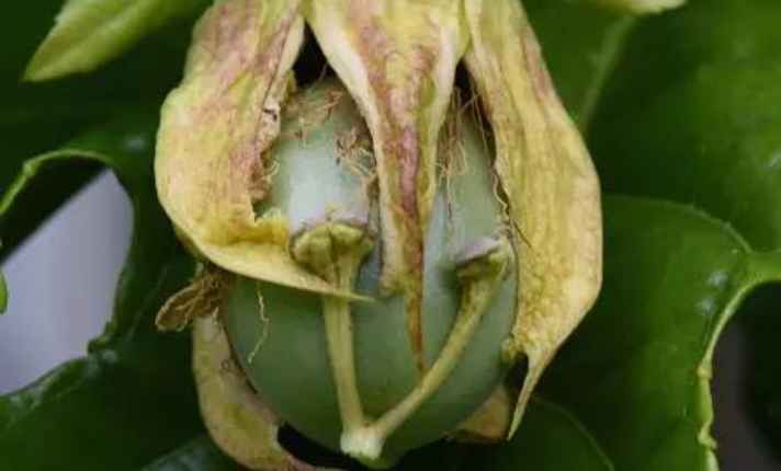 Fruit Development
