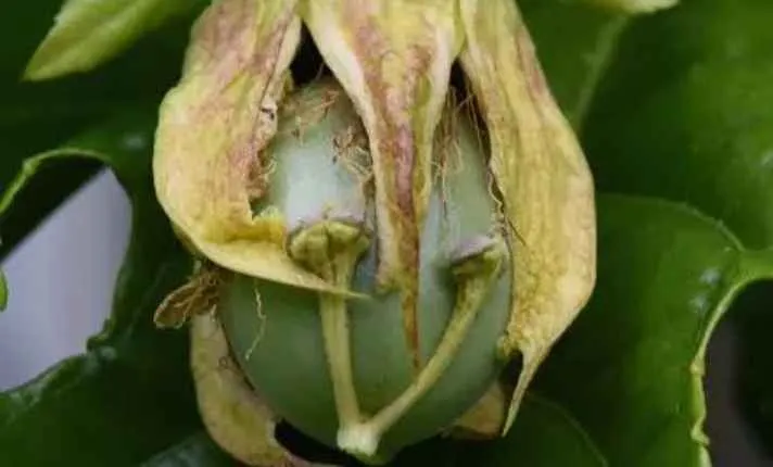 Fruit Development