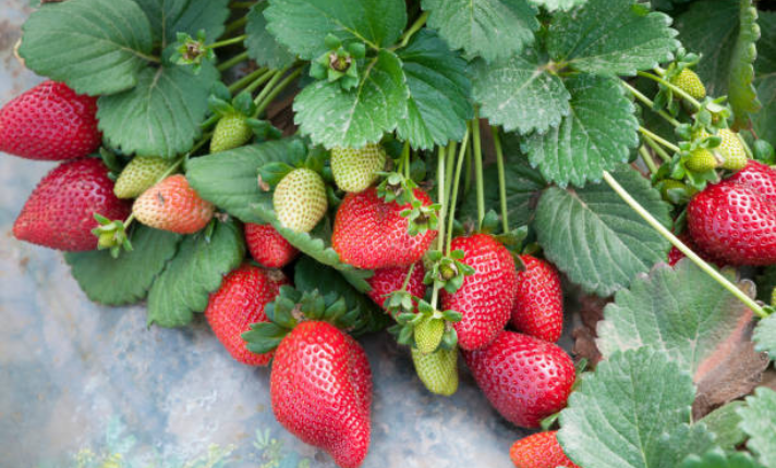 Lifecycle of Strawberry - Fruiting stage