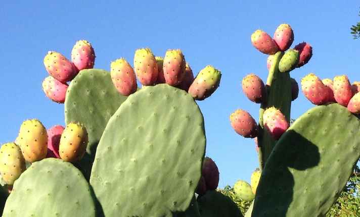 Fruiting stage 