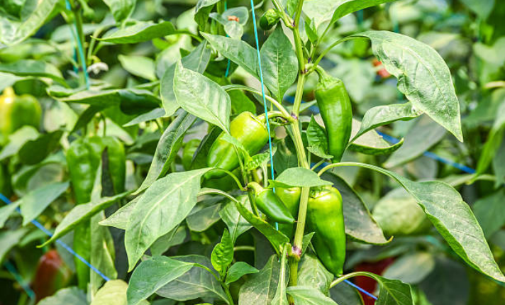 Fruiting stage