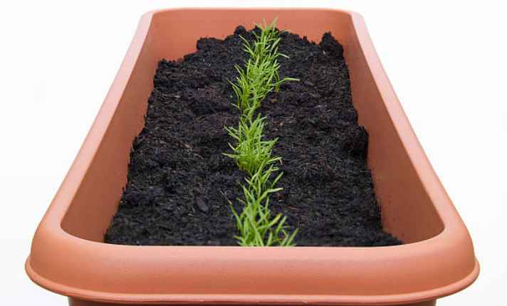 Germination Stage