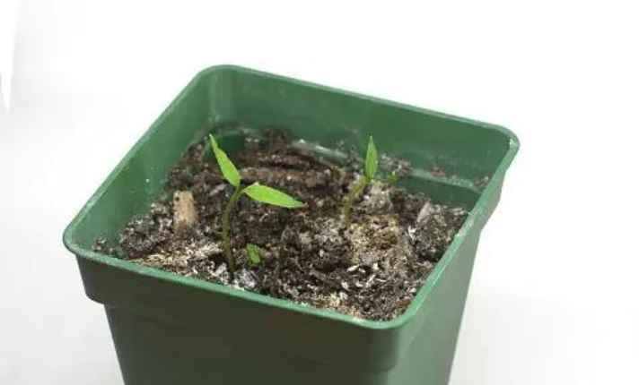 Germination Stage