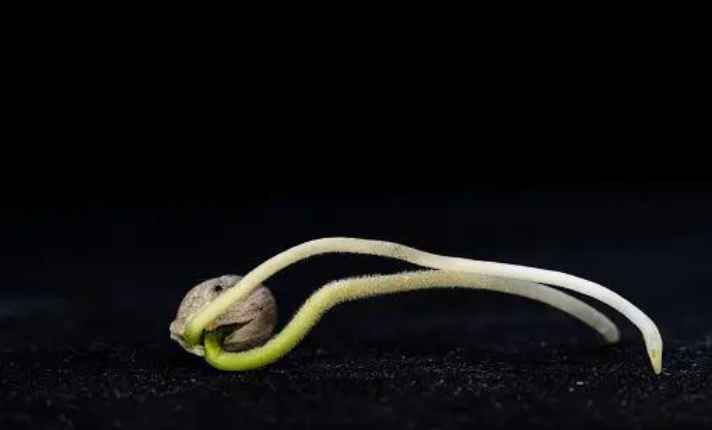 Germination Stage