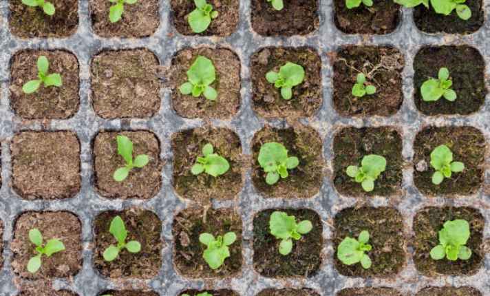 Romaine Lettuce - Germination stage
