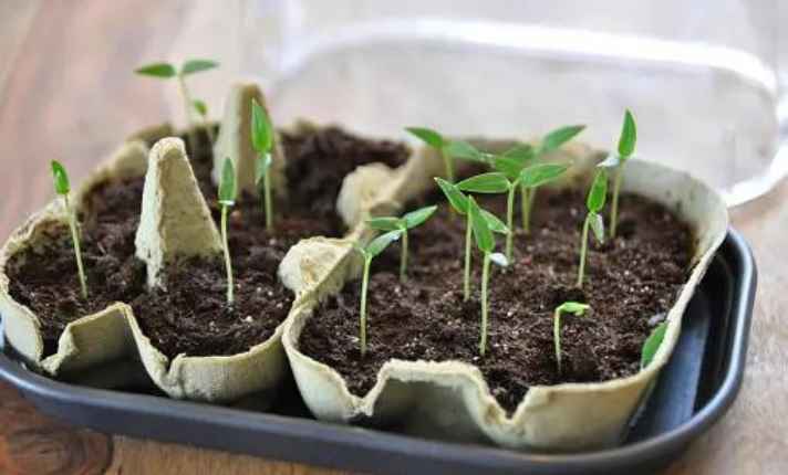 Germination Stage