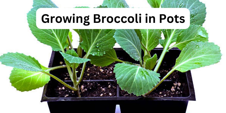 Growing Broccoli in Pots