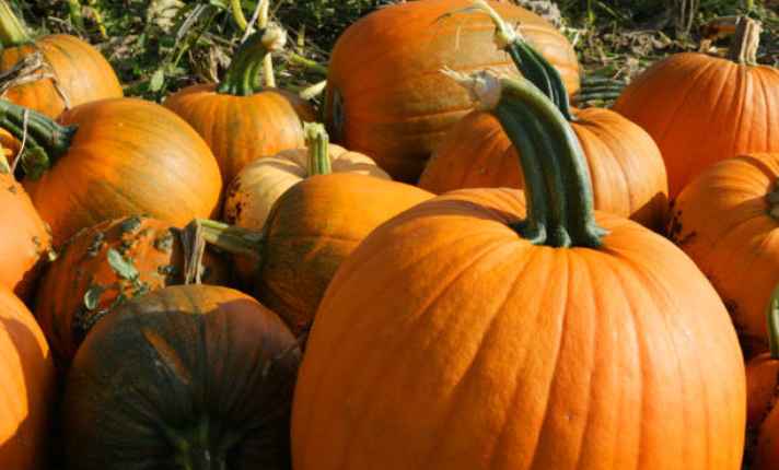 Harvested pumpkins